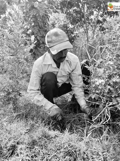 A team member carefully clears weeds from around a sapling. This meticulous maintenance is crucial in the early years of a forest's life to ensure the young trees can access the resources they need.