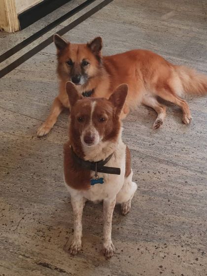 The Urban Dawg - Dog Training & Behavior Modification The Art of Socialization: Learning in a Pack photo 7