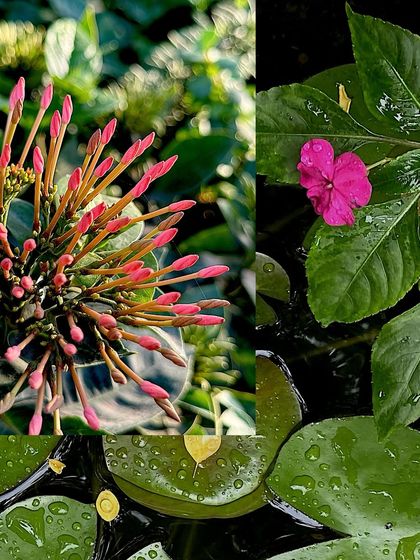 A collage of macro flower shots, including pink buds and a single pink impatiens flower with dewy leaves.