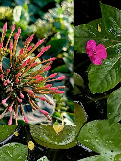 A collage of macro flower shots, including pink buds and a single pink impatiens flower with dewy leaves.