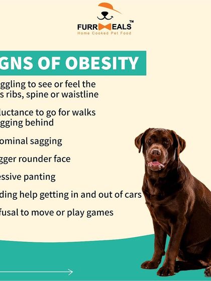 Could your dog be overweight? This series helps you identify the signs of obesity, understand the common health problems it causes like diabetes and arthritis, and learn practical steps you can take to prevent it.