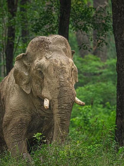 I waited for this tusker to walk into a clean patch of forest, framed naturally by the trees. Shooting at eye level shows his strength and calmness. No distractions, just a pure moment from the wild.