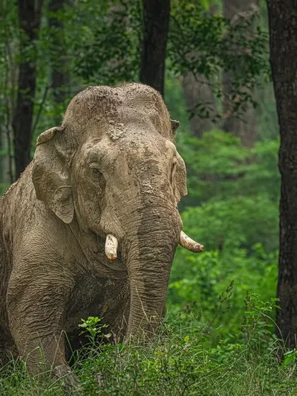 I waited for this tusker to walk into a clean patch of forest, framed naturally by the trees. Shooting at eye level shows his strength and calmness. No distractions, just a pure moment from the wild.