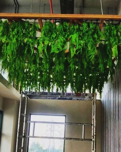 The beginning stages of a hanging fern ceiling installation. We build a wooden frame from which we hang the artificial foliage, ensuring the structure is secure and the final look is full and lush.