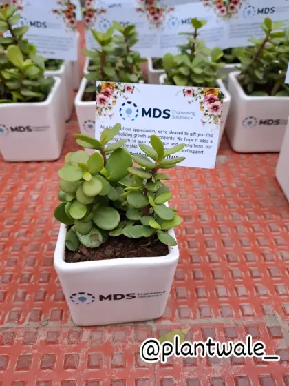 Personalization extends beyond the pot. This Jade plant for MDS Engineering Solutions features a custom-printed card with a thank you message, adding a personal touch to this corporate gift.
