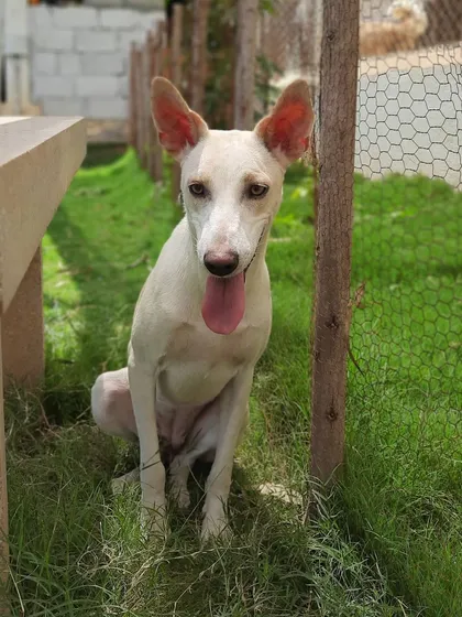 This is Chandra, a true survivor. After a street accident damaged her hips, she came to us to heal. Now, she's a sweet, docile girl who loves quiet moments in the sun and gets along wonderfully with other dogs. She is a testament to the resilience of rescue animals and is waiting for a peaceful home.