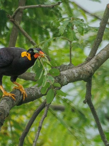 A Common Hill Myna carefully selecting a leafy branch, likely to be used as decoration for its nest.