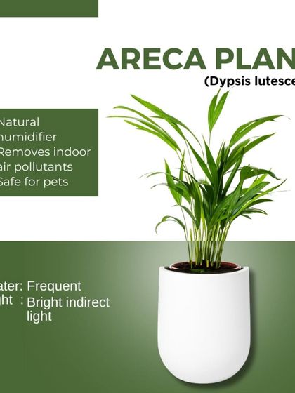 Treemendous - Interior & Exterior Plantscaping Plant Care Guides & Tips photo 8