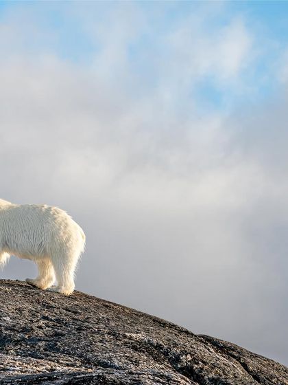 Here, the focus is on the bear's powerful form and its connection to the rugged landscape it calls home.