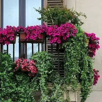 We bring color and life to even the smallest apartment balconies. This design uses a mix of flowering plants in railing planters and lush green creepers to create a vibrant and cheerful space that feels like a private garden in the sky.