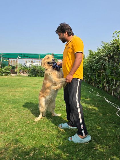 A staff member and a Golden Retriever enjoying a game with a chew toy.