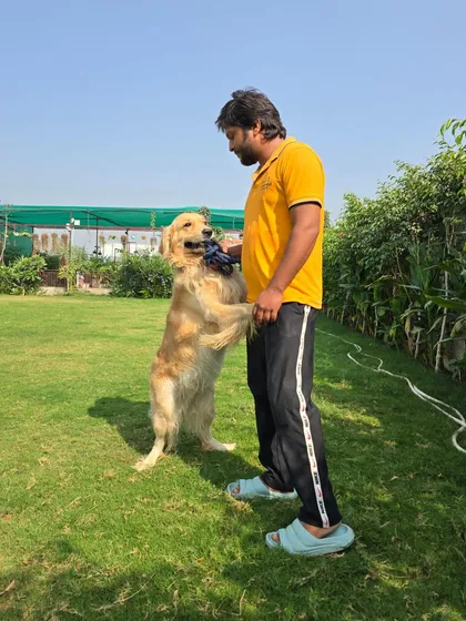 This Golden Retriever is politely asking for the toy to be thrown. This is a great example of a dog communicating its desires in a calm and positive way.