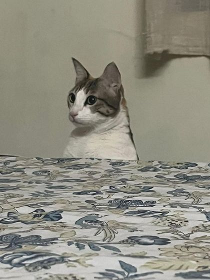 Luna peeking over the edge of the bed, being cute and a little bit sneaky.