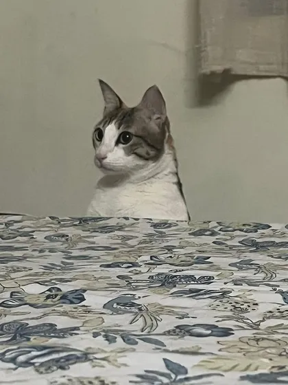 Luna peeking over the edge of the bed, being cute and a little bit sneaky.