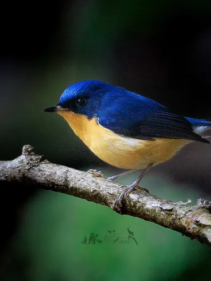 A male Pygmy Flycatcher. This tiny bird is dark blue with a striking orange breast, while the female is a more subdued brown.