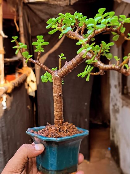 Bonsai: The Art of Miniature Trees photo 6