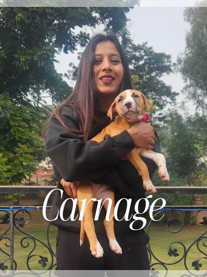 Meet Carnage, another future star from Delhi Hellhounds. I love working with puppies and shaping their drive and temperament right from the beginning.