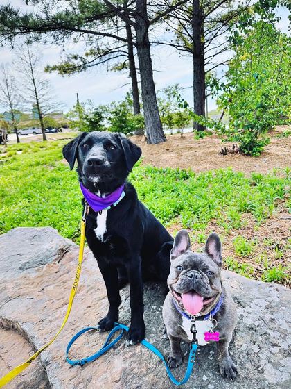 Tulsa Dog Trainer - Pack Walks More Than Just a Walk photo 8