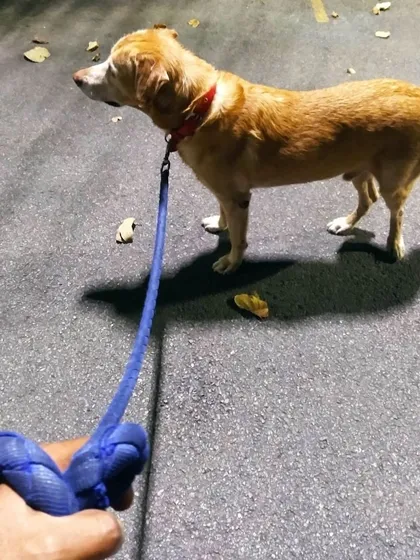 This is Leo during one of his long 2-hour walks. We tailor the duration and intensity of our walks for every dog, ensuring even our senior friends get the right amount of activity to stay healthy.