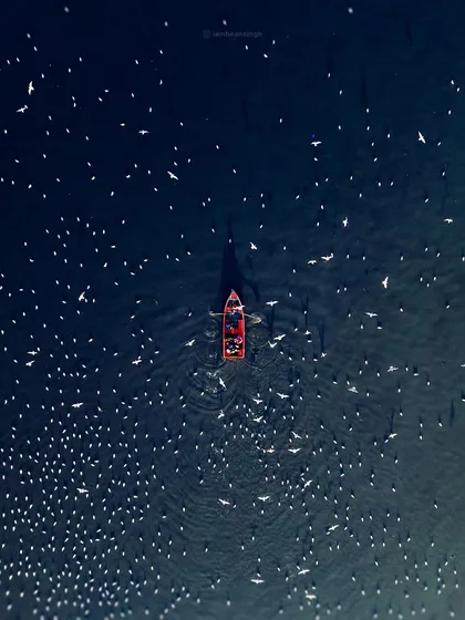 You, me, and Yamuna Ghat. A top-down drone shot of a lone boat surrounded by a galaxy of seagulls. This image turns a simple scene into a work of art, capturing a moment of peaceful solitude.