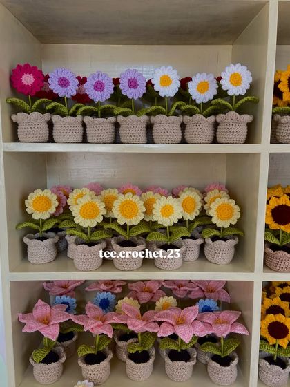 Cheerful Potted Plants photo 21