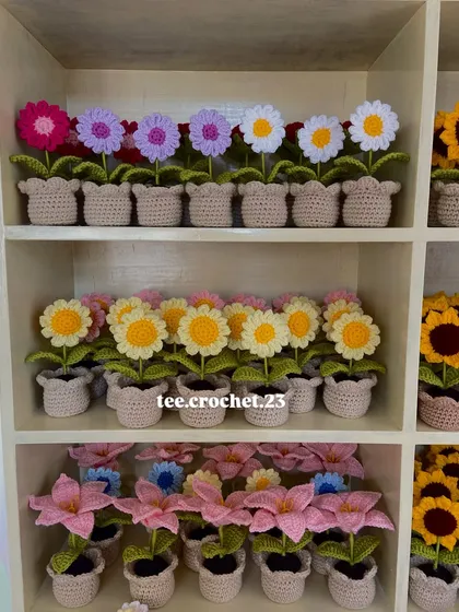 A section of my workshop shelf, neatly organized with rows of potted daisies and lilies in various colors.