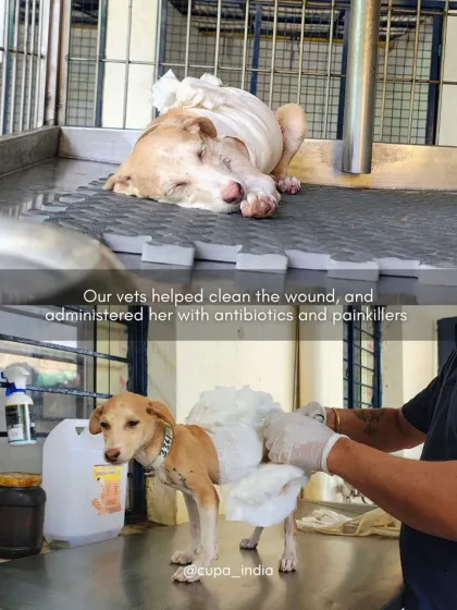 Cupa - Emergency Animal Rescue & Treatment Dog Rescue & Recovery Stories photo 23