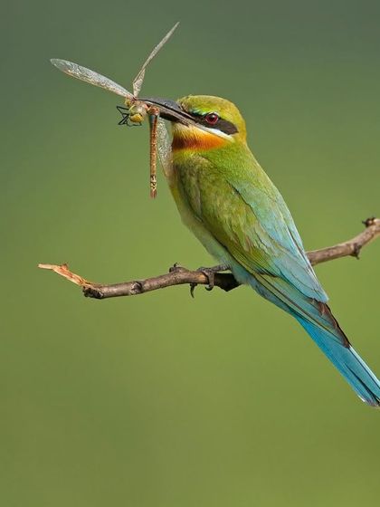 A Blue-tailed Bee-eater with a dragonfly, a substantial meal. These birds are incredibly skilled aerial hunters.