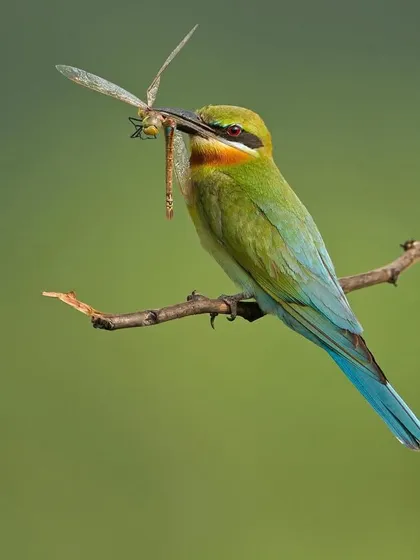 A Blue-tailed Bee-eater with a dragonfly in its beak, a testament to its incredible aerial hunting skills.