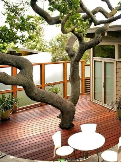 A beautiful, gnarled tree provides natural shade and character for this wooden deck. My approach involves seeing existing trees not as obstacles, but as valuable assets that can define and enhance an outdoor living space.