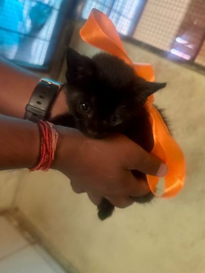 All dressed up with an orange ribbon and ready to be adopted. This little black kitten is being held gently, showing how comfortable she is with people.