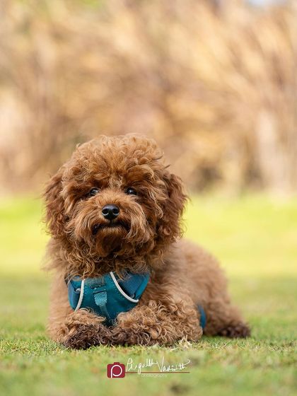 Pragalbh - Fine Art Pet Photography Outdoor Adventures photo 55