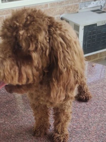 Before grooming. This Poodle's coat is long, curly, and matted in some areas.