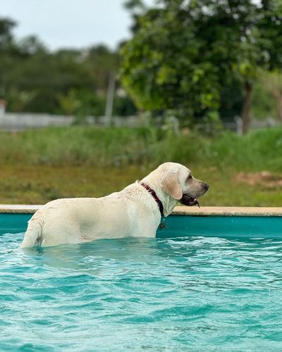 Dog Pool
