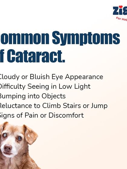 Zigly - Veterinary Services Pet Parent Resources & Tips photo 27