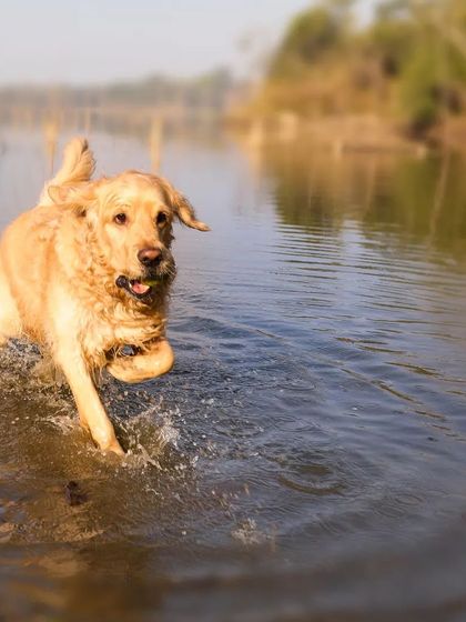 Sniff Stories - Pet & Family Photography Paws & Playtime photo 5