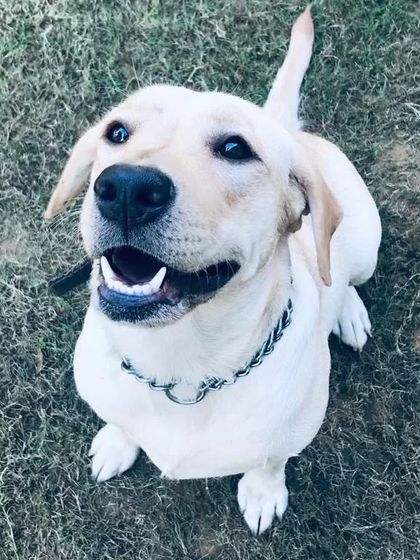 Making your Monday brighter with this happy, smiling Labrador. Who could have the Monday blues with a face like that?