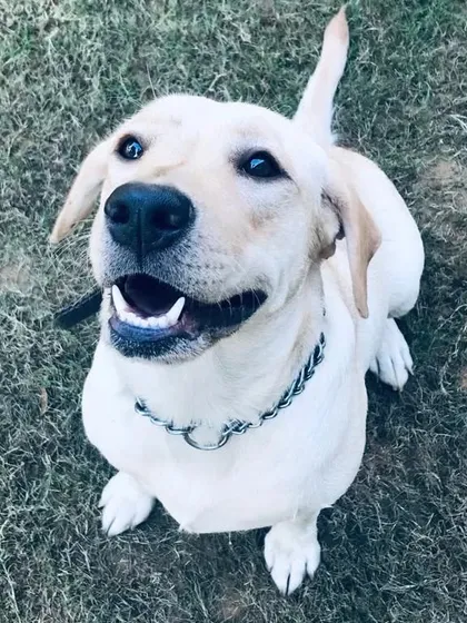 Making your Monday brighter with this happy go lucky Labrador. His smile is the perfect start to the week.