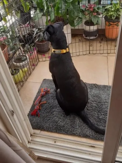 This is Kuri, a beautiful black Indie girl, looking out from her balcony. She is fully vaccinated and ready for her forever home.