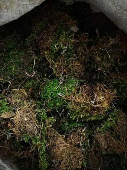 Vertical Gardens, Moss & More photo 18