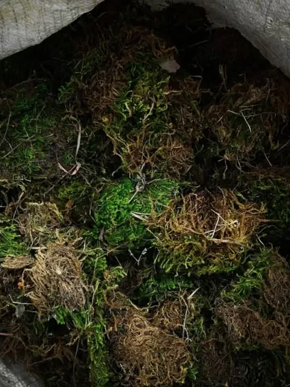We ensure our bulk moss orders are well-packaged for delivery, maintaining the quality of the product.