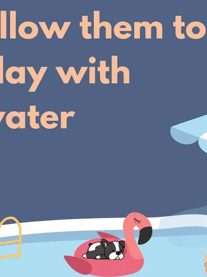 Allowing your dog to play with water, whether in a pool, with a sprinkler, or just a hose, is a fantastic way to keep them cool and entertained in the summer.