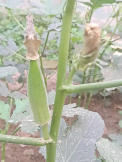 Bhardwaj - Urban Gardening Consultation Grow Your Own Organic Vegetables photo 21