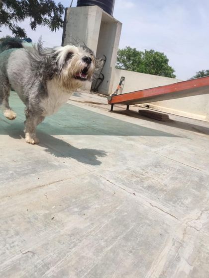 Stay - Dog Daycare Happy Faces of Stay photo 57