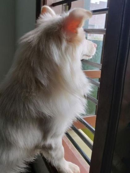 Guddu, a 2-year-old male Pomeranian mix, looking out the window. He is fully vaccinated and ready for a home.