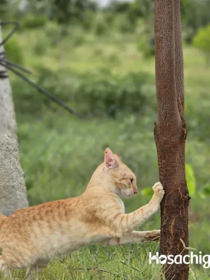 This farm cat is busy doing important cat things, like stretching against a tree. Our animal residents add to the character and charm of the farm life.