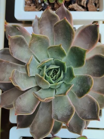 Succulents & Cacti photo 3