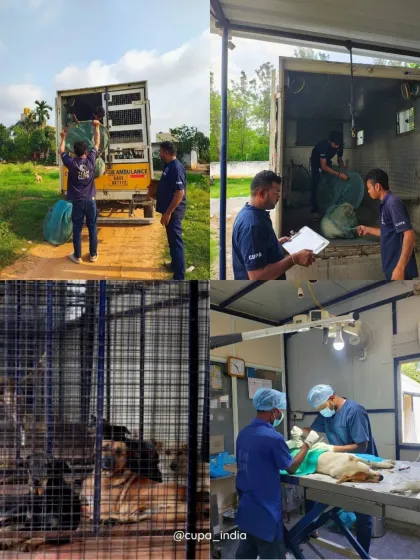 Cupa - Spay/Neuter & Animal Birth Control Our Dog Sterilization Program photo 4