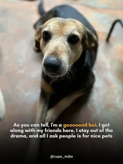 Cupa - Pet Adoption, Fostering & Sponsorship The Golden Years: Our Senior & Special Needs Animals photo 8