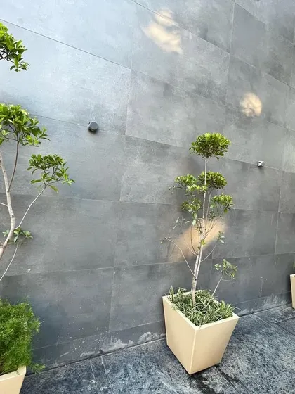 For this industrial area building in Ashok Vihar, I lined the exterior wall with sculpted ficus trees in modern, cream-colored planters, adding a touch of sophisticated greenery to the facade.